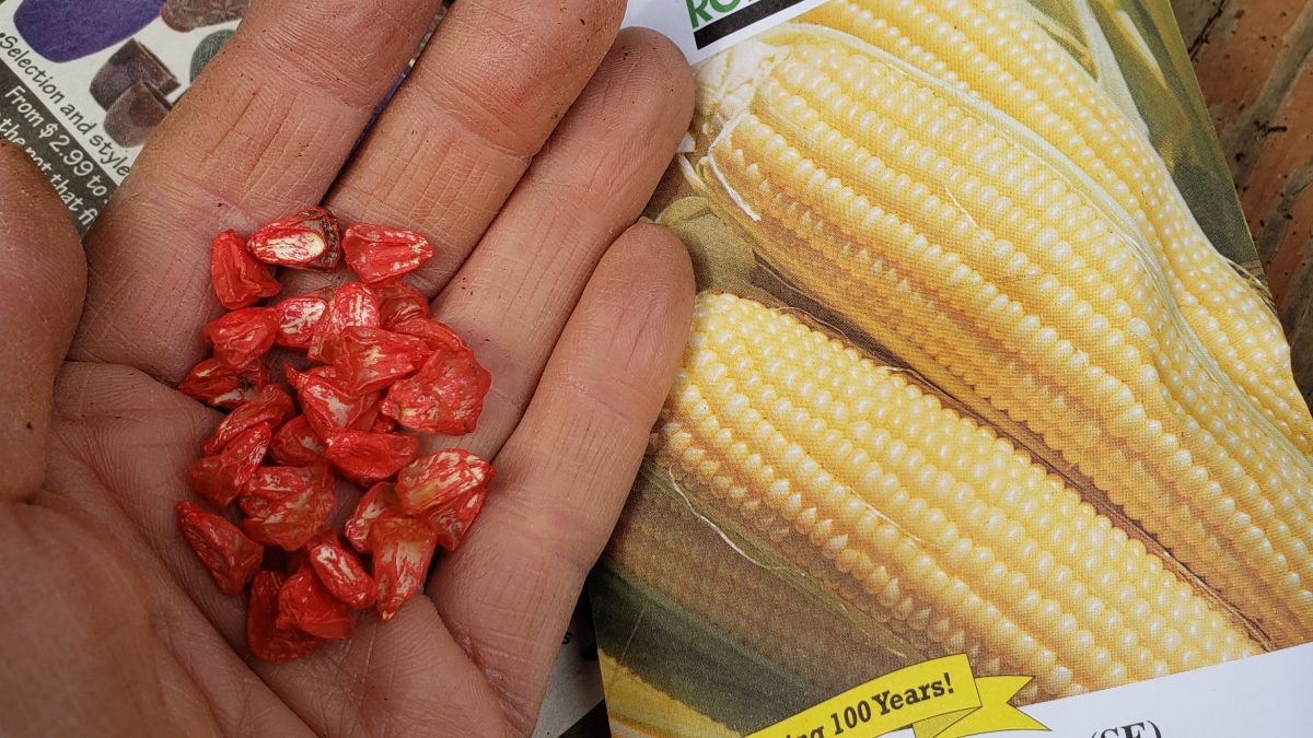 hybrid seed, hyrbid corn