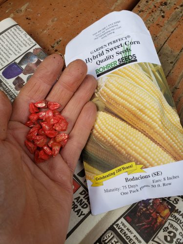hybrid seed, hyrbid corn