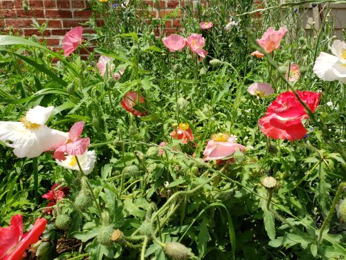 pollinator, poppies, english garden
