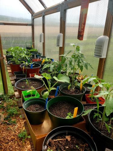 greenhouse, seed saving