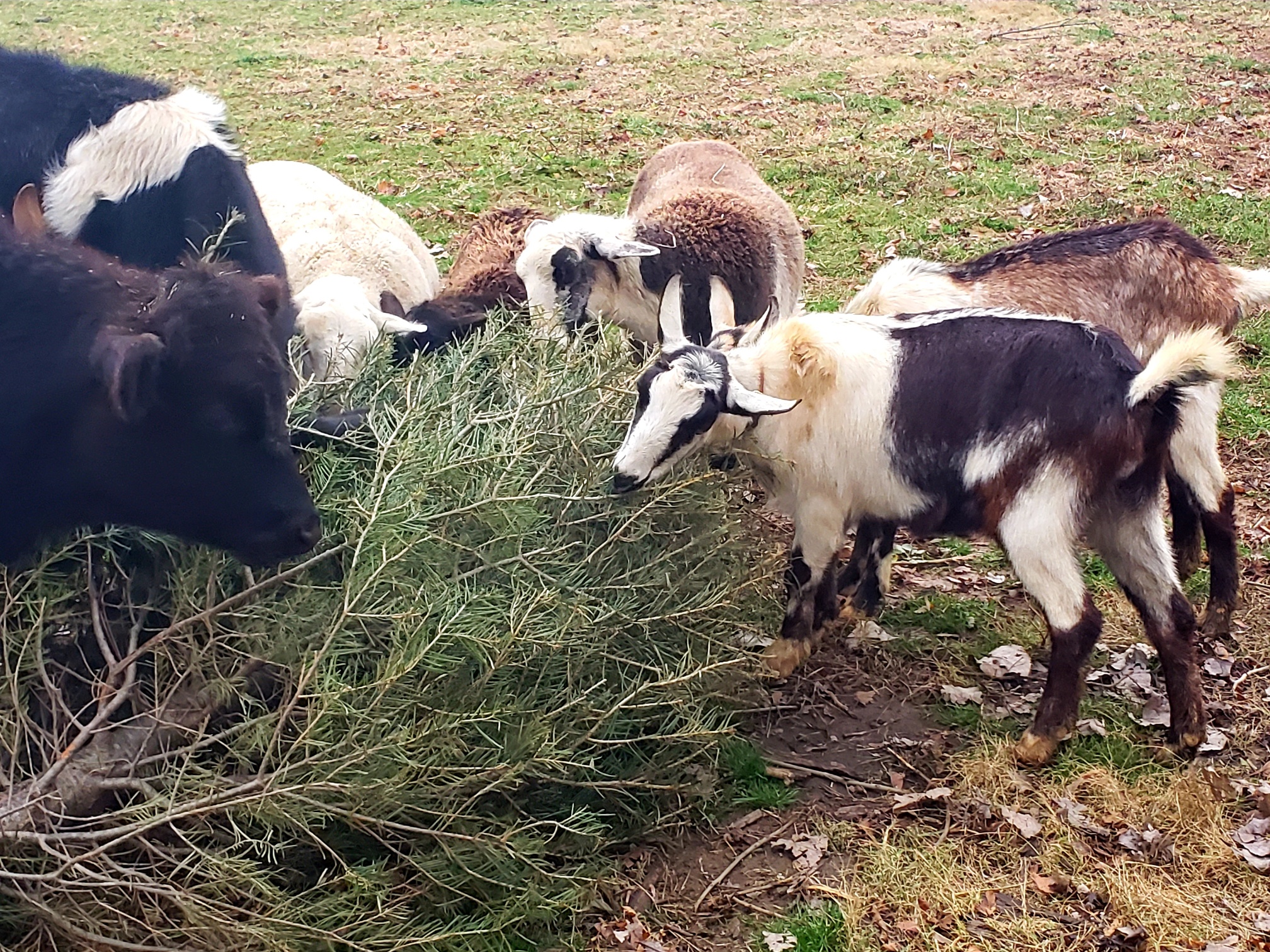 Leftover Christmas trees and fall decorations make tasty treats for
