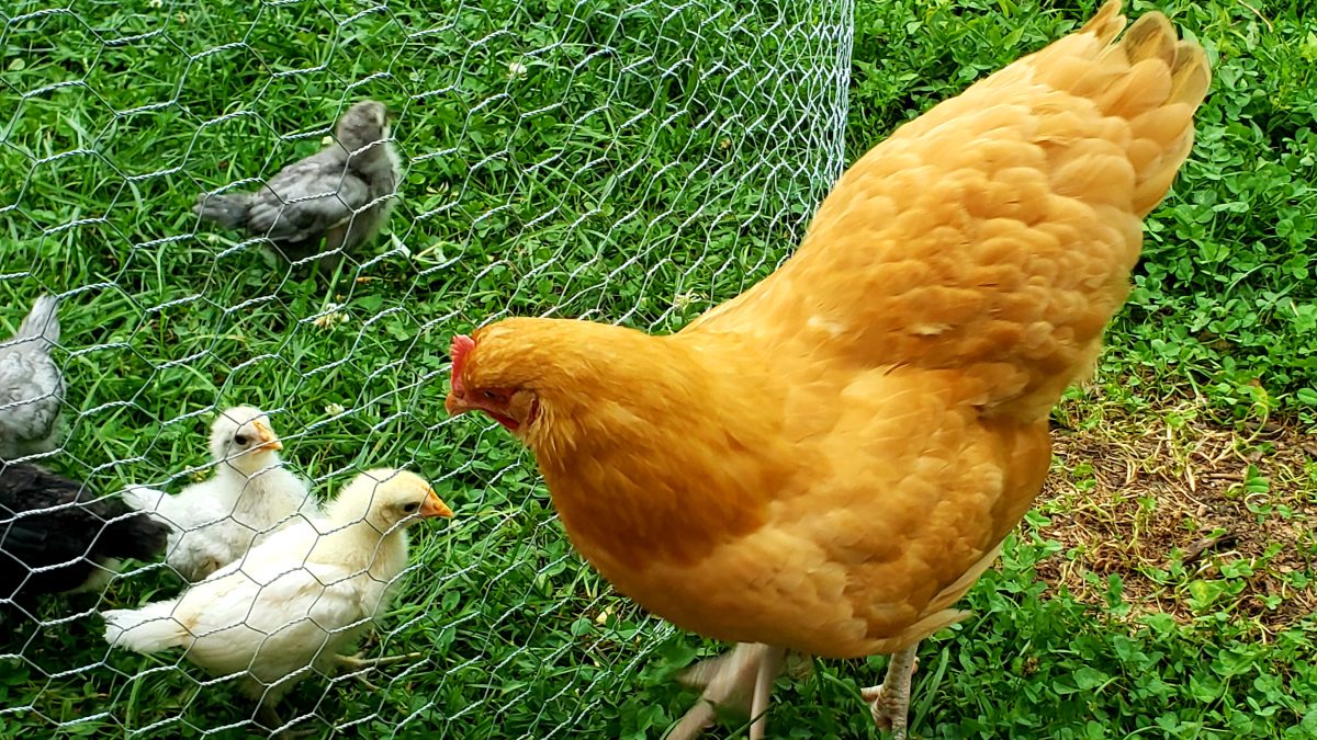 Jersey Giant Chicken - The Livestock Conservancy