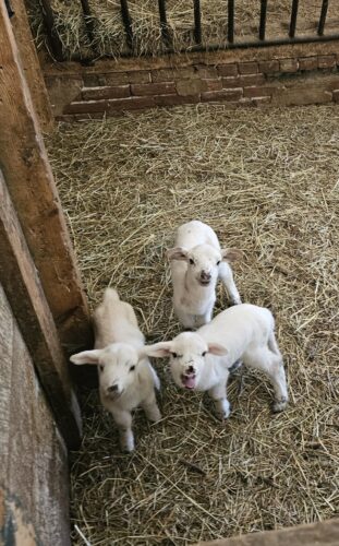 lambs rams bottle fed orphan babies sheep ewes