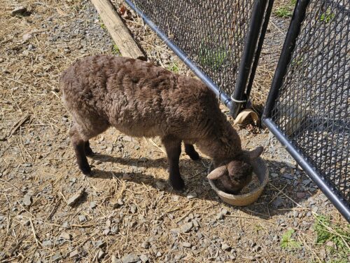lamb sheep creep feed grain rumen weaning