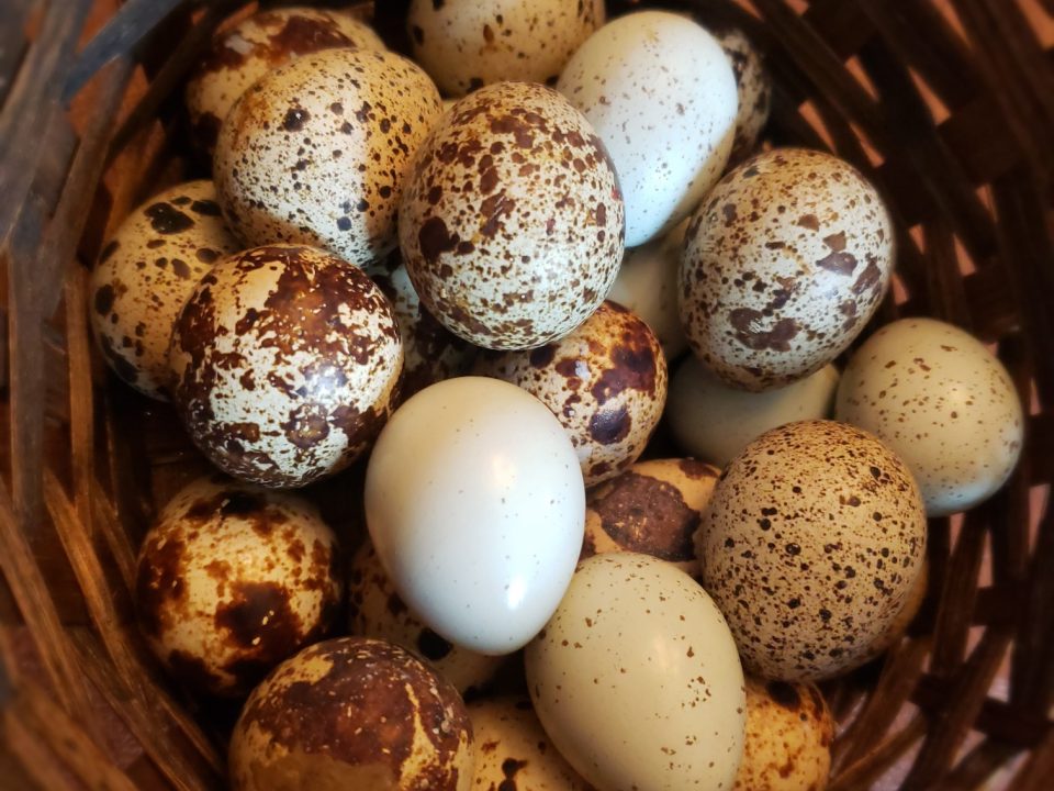 quail eggs superfood